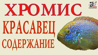 Как содержать разводить Хромисов Красавцев. Аквариумные рыбки