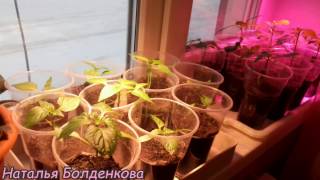 Как я устроила фитолампы.