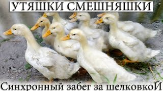УТКИ ДИНОЗАВРИКИ ? ПРИКОЛЬНЫЕ ДОМАШНИЕ ? ЖИВОТНЫЕ