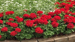 ГЕРАНЬ (Пеларгония) Посадка и Уход в открытом грунте