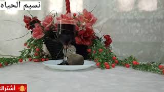 علاج سريع للأنيميا الحاده وفقر الدم في اسبوع