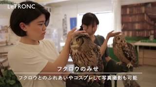 大阪天満宮「フクロウのみせ」で本物のフクロウと触れ合い体験