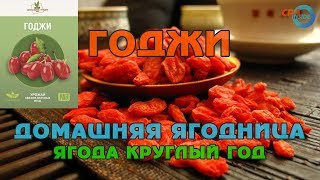 ? Оффер CPA INSIDE Выращивание ягоды годжи в домашних условиях Домашняя ягодница «Домашние грядки»