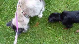 Cora im Garten- Die Akitamixhündin sucht liebevollen Hundefreund,wer möchte ihr eine Chance geben?