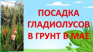 КАК ПОСАДИТЬ ЛУКОВИЦЫ ГЛАДИОЛУСОВ В ГРУНТ. Выращивание гладиолусов. Как выращивать гладиолусы.