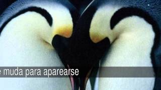 Curiosidades de los pingüinos