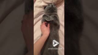 Viral Video UK: Cute cat takes a nap