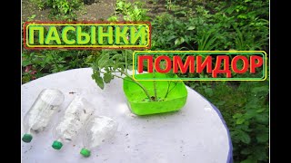 У Помидор удалил паСЫНКИ, ЧТО теперь будет