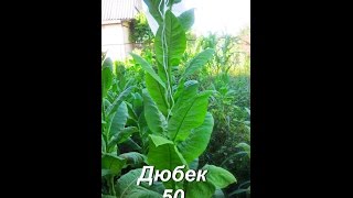 ДНЕВНИК ТАБАКОВОДА № 29 ( 12.07 Обзор сорта табака Дюбек 50 ) ТАБАК
