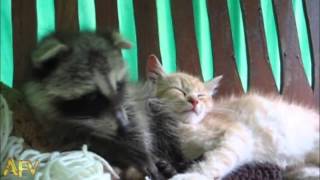 Енот и кот  Такая любовь!