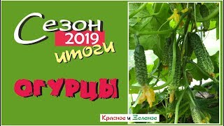 Сорта огурцов для теплицы и открытого грунта. Сибирь. Итог сезона 2019