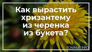 Как вырастить хризантему из черенка из букета? | toNature.Info