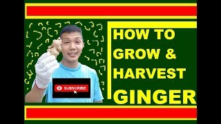 GROWING GINGER IN POTS - PAANO MAGTANIM NG LUYA SA PASO !