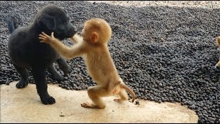 Cute baby monkey relax and play happily with 2 puppies