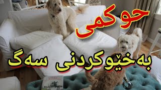 حوکمی بەخێوکردنی سەگ لە ئیسلامدا ؟