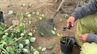 اسهل طريقه لاكثار الاشجار  بكميات كبيره