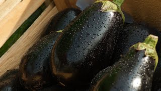 ВЫРАЩИВАНИЕ БАКЛАЖАНОВ В ДОМАШНИХ УСЛОВИЯХ!