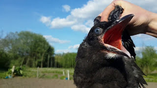Смешной говорящий ворон