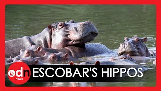 Pablo Escobar’s Hippos May Start Launching Deadly Attacks Experts Warn