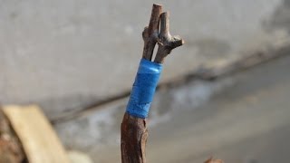 Прививка винограда мастер класс 2