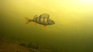 Подводные съёмки по первому льду, реакция окуня на игру мормышки  SJ5000