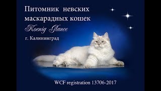 Питомник  "KOENIG GLANCE". 9 августа 2017 г.