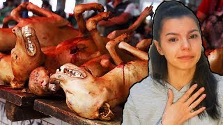 КИТАЙЦЫ УБИЛИ СОБАКУ НА МОИХ ГЛАЗАХ. ПРО ЖИВОТНЫХ В КИТАЕ
