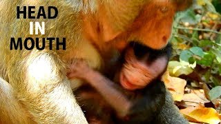 HEAD NEWBORN IN MOUTH MOTHER !! Terrified, Tara bite head Titan to stop milk on 4 days old.