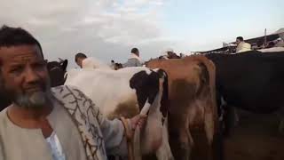 أسعار البقر الوالد فى سوق الجمعة في قطور بالغربية 6/12/2019
