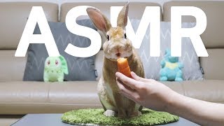 너무너무 귀여운 토끼의 당근 먹방 (ASMR)