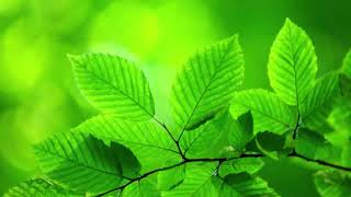 Âm Nhạc Thư giãn : Âm Thanh Đẹp Cho Buổi Sáng Tràn Đầy Năng Lượng - Nhạc Không Lời Thư Giãn Đầu Óc