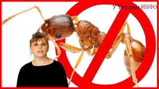 Как избавиться от муравьев 10 СПОСОБОВ!