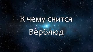 К чему снится Верблюд (Сонник, Толкование снов)