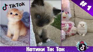 TikTok Лучшее | Милые Котики | Коты в Тик Ток #1