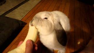Bunny Eating Banana