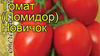 Томат обыкновенный Новичок. Краткий обзор, описание характеристик, где купить саженцы, семена