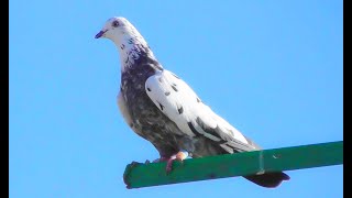 Вся стая голубей уходит в точку | Молодые голуби | Ноябрь 2019