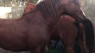 Caballo y yegua pura raza.first time horse mating