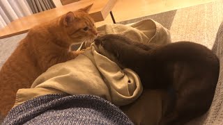 カワウソさくら 膝の上でクネクネこすりつけてくるカワウソ otter rubbing against its owner