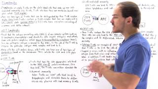 Alpha Beta T-cells