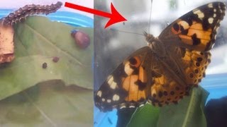 Превращение гусеницы в бабочку / Caterpillar transformation to butterfly