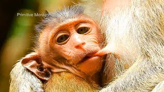 How Brutus Jr Getting Breastfeeding Sweat Milk, Looking So Same Of Humanity!