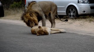 Mating Lions Cause Traffic Jam
