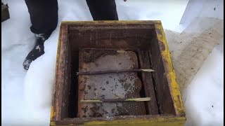 Пчеловодство. Экстренная зимняя подкормка. Парадокс:пчелы за неделю выбрали месячные запасы.
