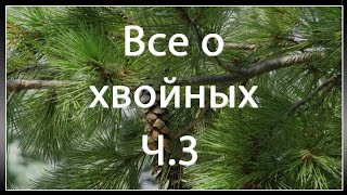 Как пересаживать саженцы сосны в грунт или горшок (все о хвойных ч.3)
