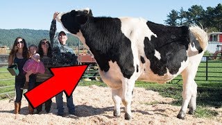 ДУНЁДАГИ ЭНГ КАТТА БУКАНИ КУРИНГ! У УЗБЕКИСТОНДА