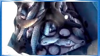 Рыбалка сетями, Осенняя Щука, карась, лодка ПВХ FLINC 360 LA