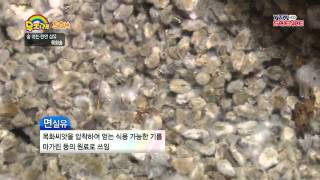 [SOM] 숨 쉬는 천연 섬유, 목화솜 / YTN 사이언스