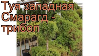 Туя западная Смарагд - трибол (thuja occidentalis) ? обзор: как сажать, саженцы туи Смарагд - трибол