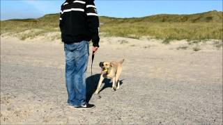 Hvide Sande - ein Eldorado für Hunde